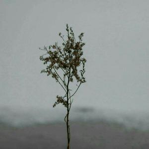 小怪兽网页版1网页版2在哪看
